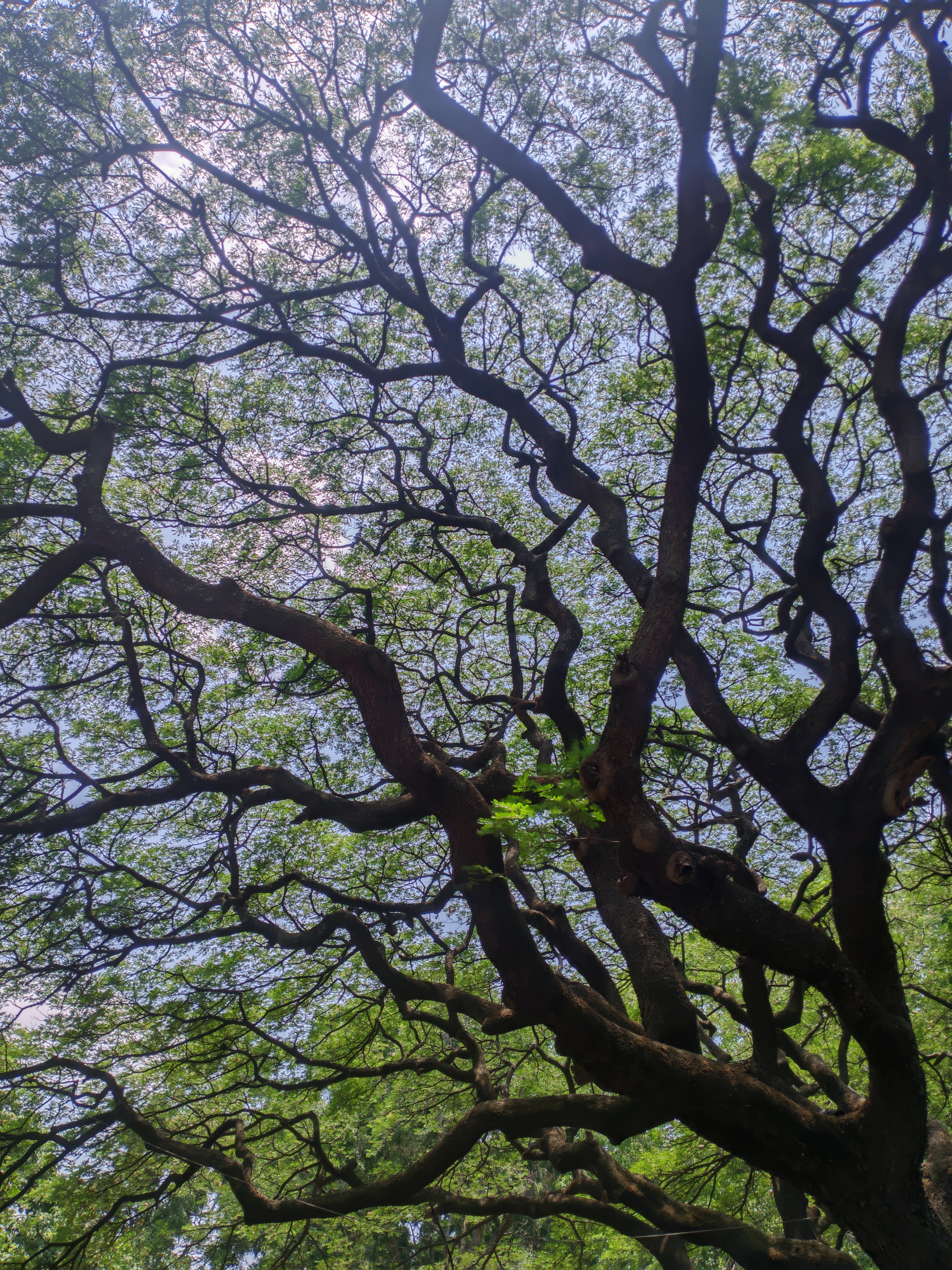 A trip to Lal Bagh